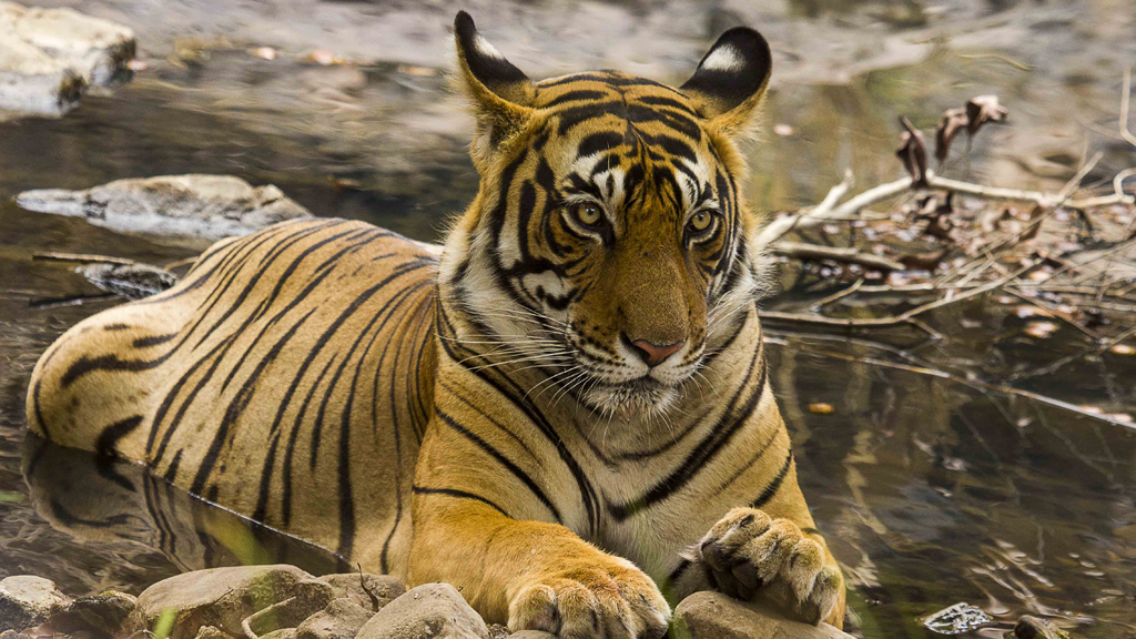 Stalk the tiger in Ranthambore National Park