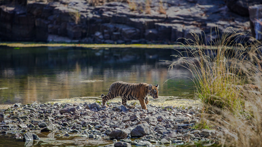 Visit the watering holes of Ranthambore